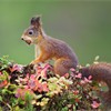 Red Squirrel (Sciurus vulgaris) on autumnal hummock on woodland floor. Norway. September 2005